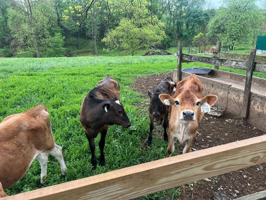 Faith and Healing in the Country